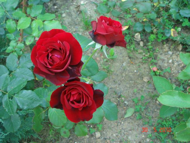 Name:  DSC00355.jpg
Views: 748
Size:  56.1 KB