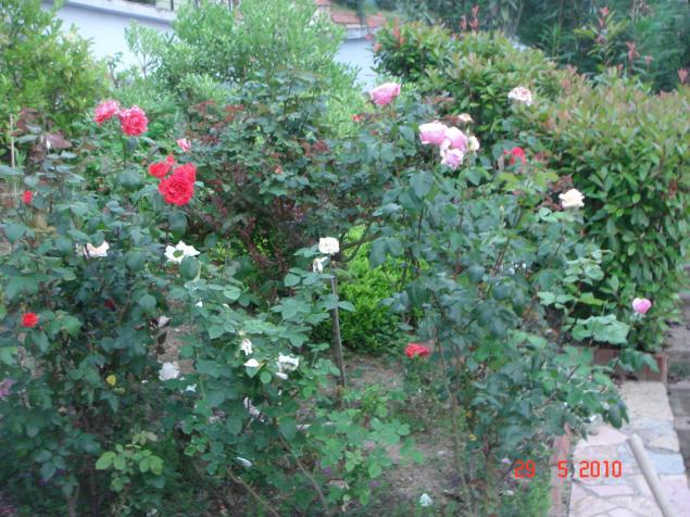 Name:  DSC00340.jpg
Views: 717
Size:  70.7 KB