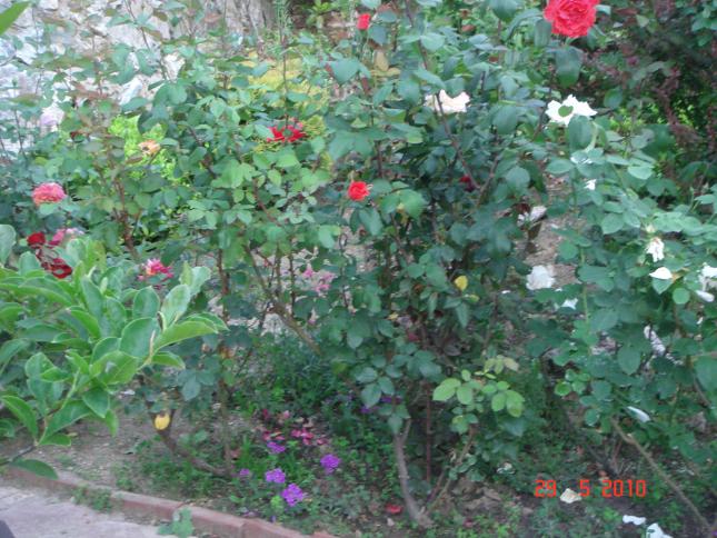 Name:  DSC00341.jpg
Views: 755
Size:  70.5 KB