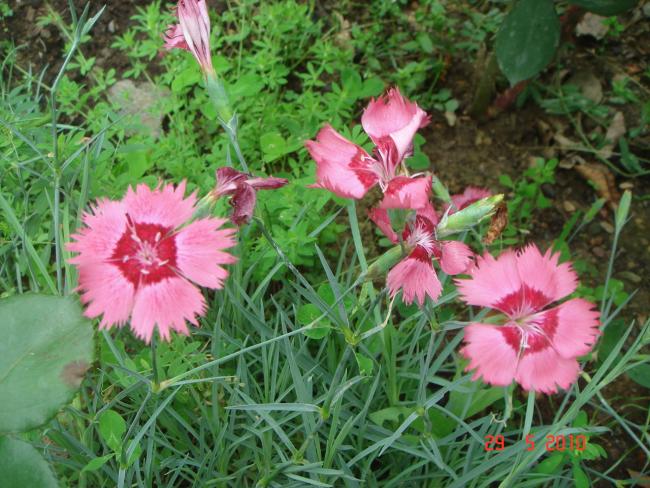 Name:  DSC00184.jpg
Views: 752
Size:  67.4 KB