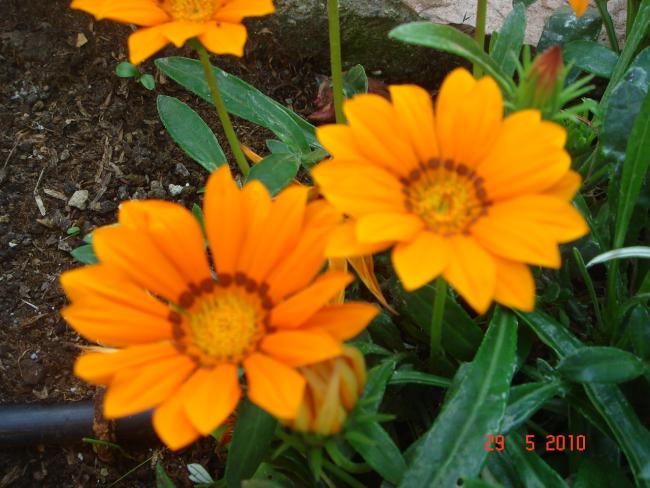 Name:  DSC00299.jpg
Views: 731
Size:  52.0 KB