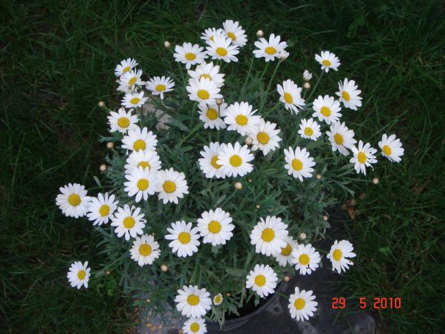 Name:  DSC00313.jpg
Views: 739
Size:  64.8 KB