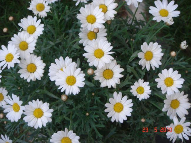 Name:  DSC00315.jpg
Views: 753
Size:  57.5 KB