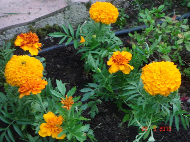Name:  DSC00319.jpg
Views: 762
Size:  62.8 KB