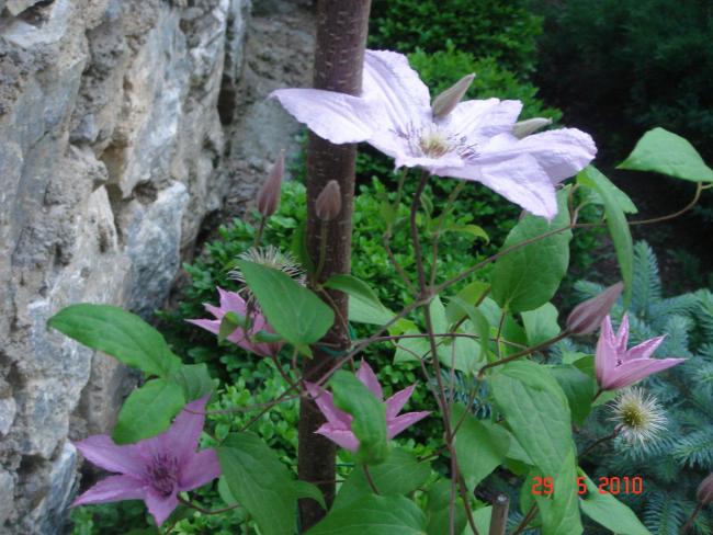 Name:  DSC00328.jpg
Views: 722
Size:  57.5 KB