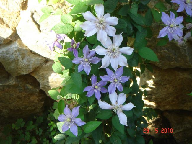 Name:  DSC09957.jpg
Views: 757
Size:  54.7 KB