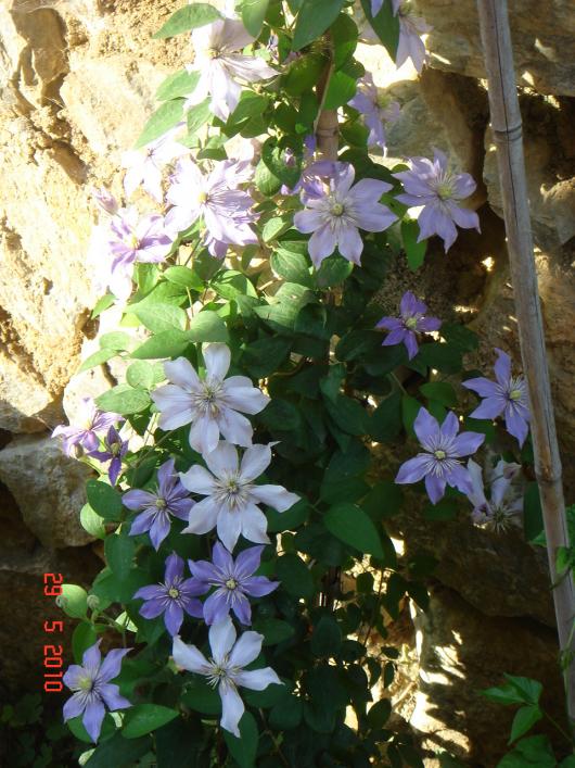 Name:  DSC09959.jpg
Views: 758
Size:  76.4 KB