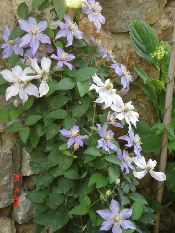 Name:  DSC09961.jpg
Views: 725
Size:  74.6 KB