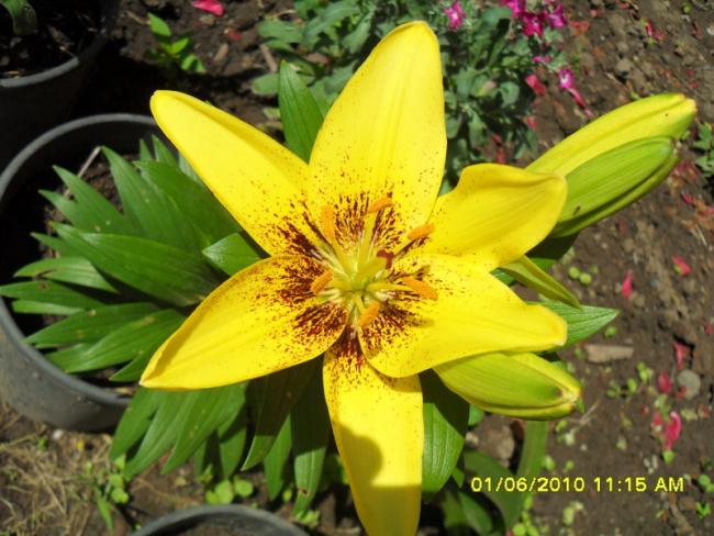 Name:  Resim 882-1.jpg
Views: 832
Size:  55.6 KB