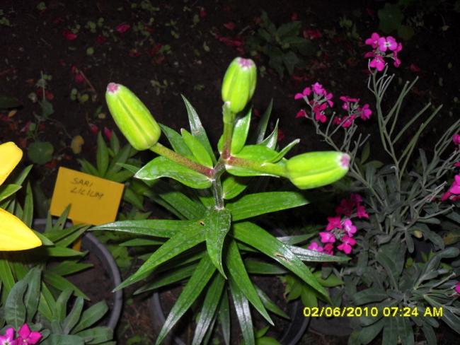 Name:  Resim 888.jpg
Views: 822
Size:  53.3 KB