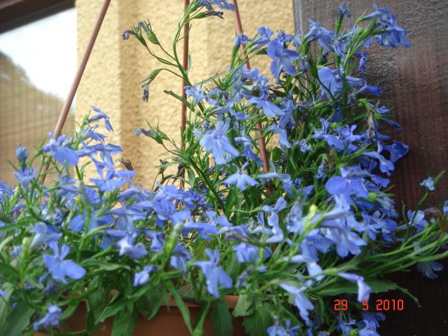 Name:  DSC00053.jpg
Views: 824
Size:  66.7 KB