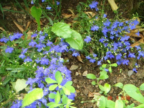 Name:  DSC00282.jpg
Views: 764
Size:  72.0 KB