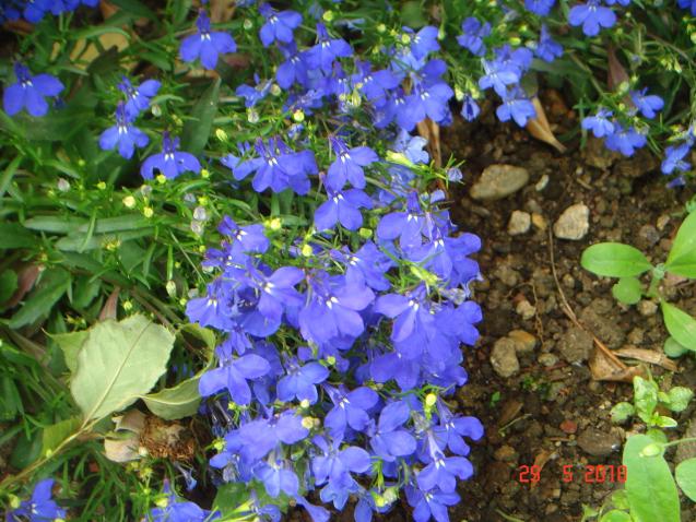Name:  DSC00285.jpg
Views: 826
Size:  70.6 KB