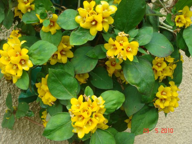 Name:  DSC00255.jpg
Views: 799
Size:  61.1 KB