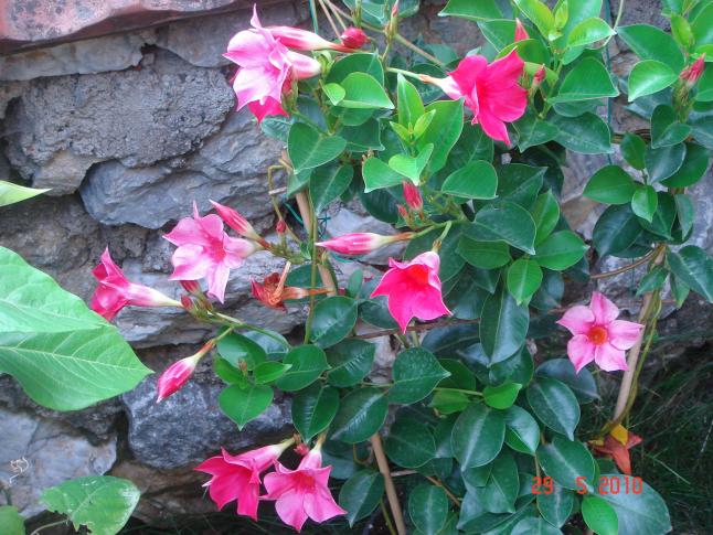 Name:  DSC00044.jpg
Views: 773
Size:  69.8 KB