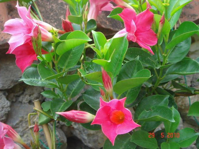 Name:  DSC00046.jpg
Views: 803
Size:  55.6 KB