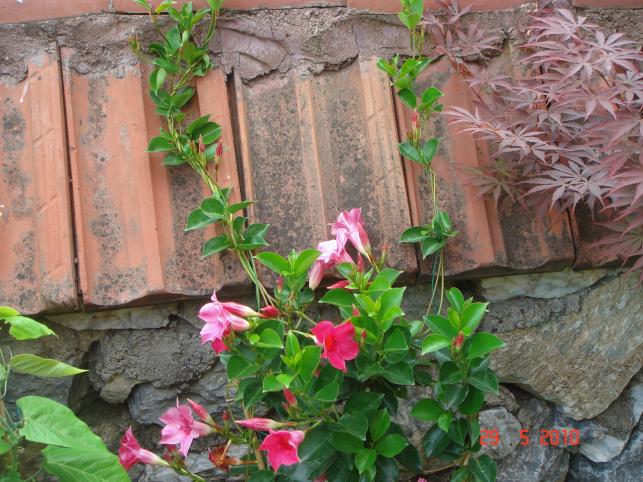 Name:  DSC00049.jpg
Views: 720
Size:  70.3 KB
