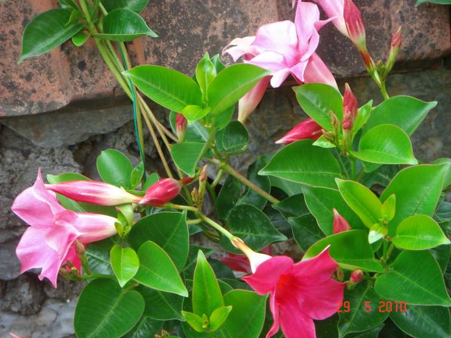 Name:  DSC00050.jpg
Views: 752
Size:  60.4 KB
