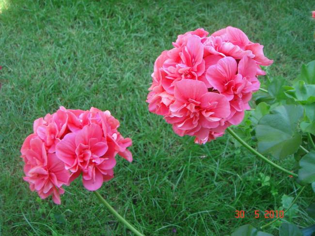 Name:  DSC00456.jpg
Views: 720
Size:  62.1 KB