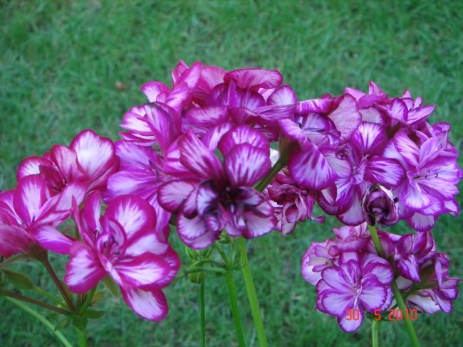 Name:  DSC00461.jpg
Views: 762
Size:  58.3 KB