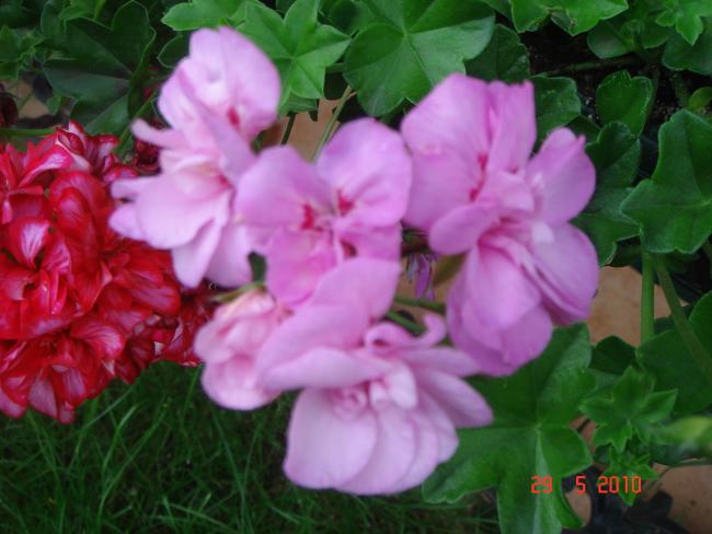 Name:  DSC09983.jpg
Views: 723
Size:  41.2 KB