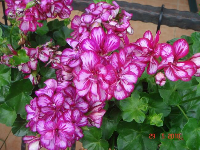 Name:  DSC09979.jpg
Views: 707
Size:  66.0 KB