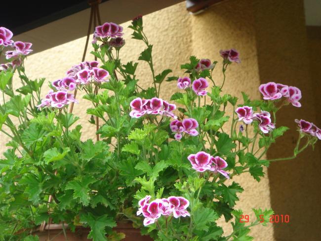 Name:  DSC00057.jpg
Views: 746
Size:  63.5 KB