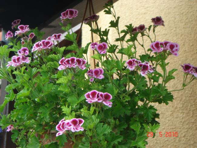 Name:  DSC00061.jpg
Views: 773
Size:  66.8 KB