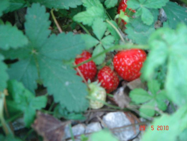 Name:  DSC00112.jpg
Views: 636
Size:  33.8 KB