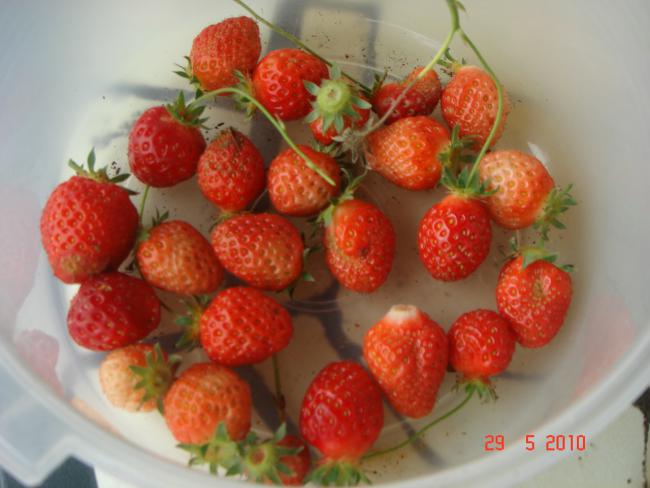 Name:  DSC00238.jpg
Views: 654
Size:  39.4 KB
