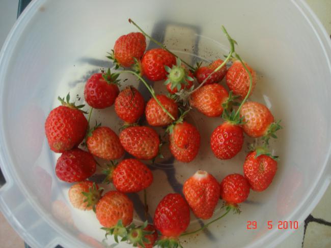 Name:  DSC00239.jpg
Views: 644
Size:  36.7 KB
