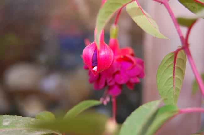 Name:  DSC_0408.jpg
Views: 879
Size:  22.7 KB