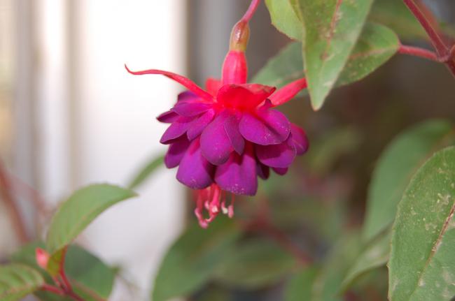Name:  DSC_0400.jpg
Views: 940
Size:  23.1 KB