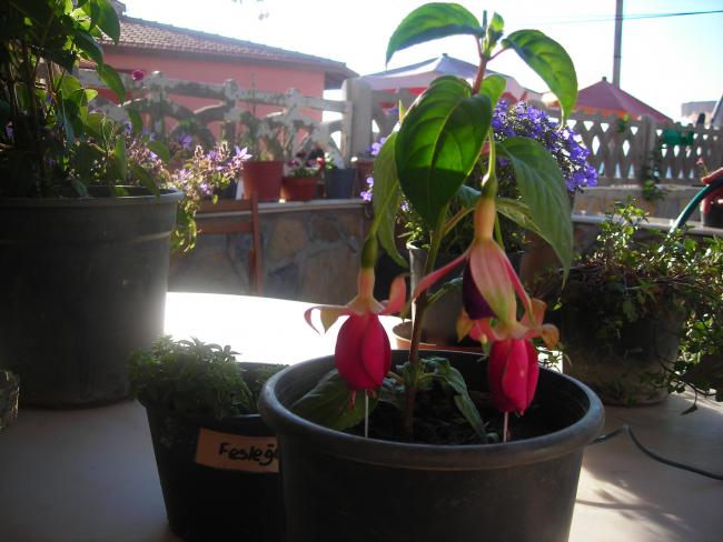 Name:  DSCN1922.jpg
Views: 921
Size:  46.1 KB