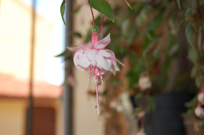 Name:  DSC_0404.jpg
Views: 918
Size:  21.7 KB
