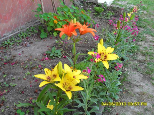 Name:  Resim 914.jpg
Views: 803
Size:  71.2 KB