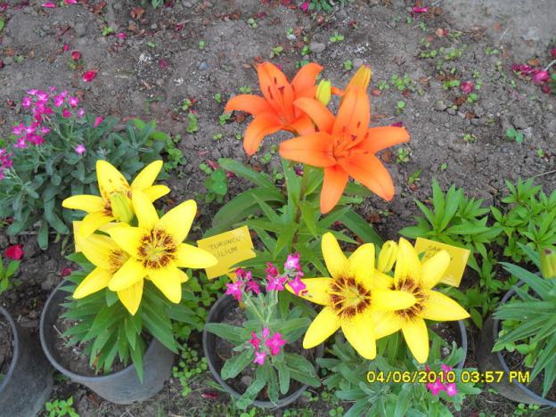 Name:  Resim 915.jpg
Views: 825
Size:  71.1 KB