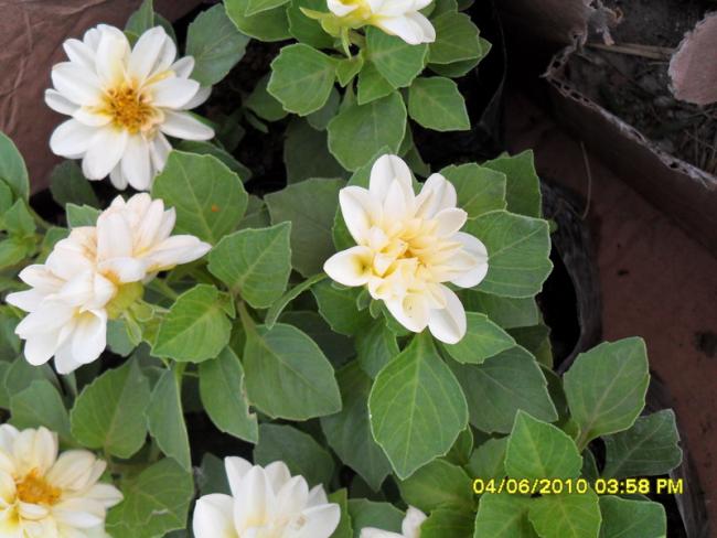 Name:  Resim 917.jpg
Views: 883
Size:  46.1 KB