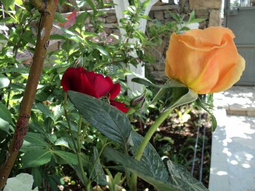 Name:  dsc00137dh_500x375.jpg
Views: 1254
Size:  57.9 KB
