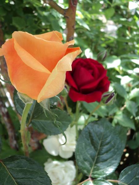 Name:  dsc00138tu_450x600.jpg
Views: 1186
Size:  54.0 KB
