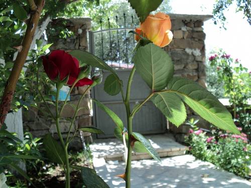 Name:  dsc00165qi_500x375.jpg
Views: 1159
Size:  59.2 KB