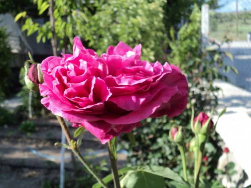 Name:  dsc00035ev_500x375.jpg
Views: 721
Size:  51.3 KB