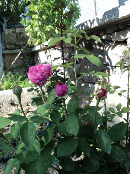Name:  dsc00042wn_450x600.jpg
Views: 692
Size:  57.2 KB