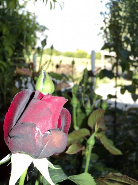 Name:  dsc00043vw_450x600.jpg
Views: 688
Size:  55.4 KB