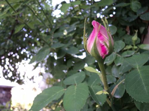 Name:  dsc00051tw_500x375.jpg
Views: 697
Size:  47.5 KB