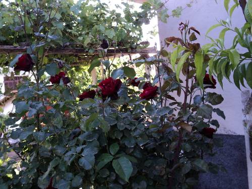 Name:  dsc00054hg_500x375.jpg
Views: 689
Size:  64.5 KB