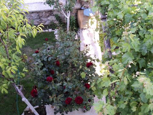 Name:  dsc00063ll_500x375.jpg
Views: 699
Size:  68.6 KB