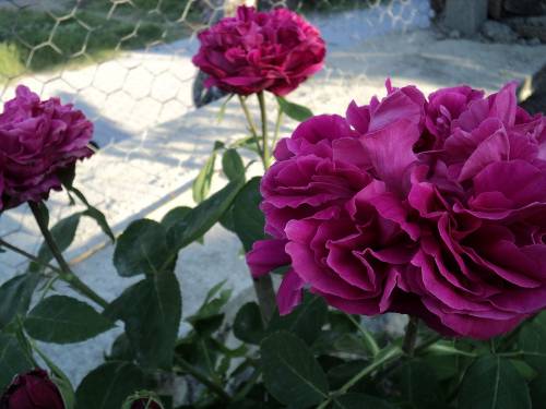 Name:  dsc00084xu_500x375.jpg
Views: 689
Size:  48.8 KB