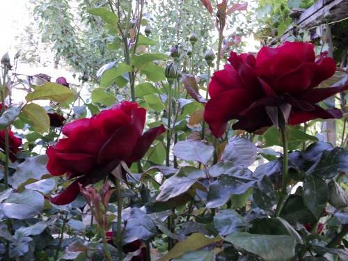 Name:  dsc00095em_500x375.jpg
Views: 655
Size:  62.2 KB