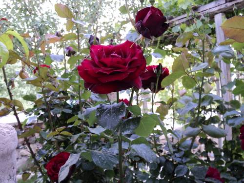 Name:  dsc00096u_500x375.jpg
Views: 682
Size:  65.5 KB